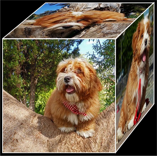 Simba-W-6