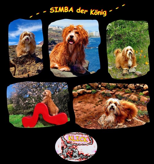SimbaKnig-5