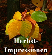 zHerbst-05