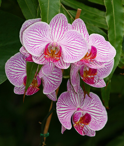 orchid05