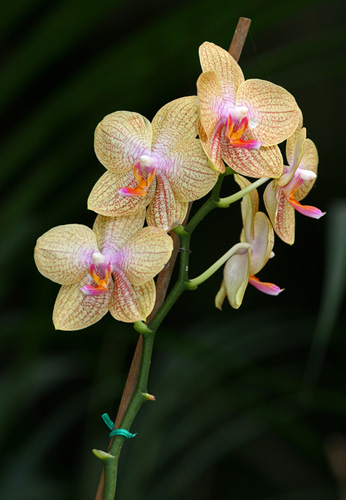 orchid06