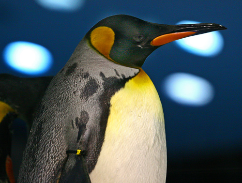 pinguin